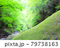 新緑の山　 79738163