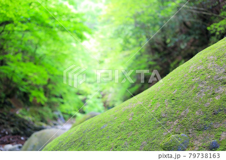 新緑の山 新緑の山 79738163