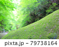 新緑の山　 79738164