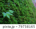 新緑の山　 79738165