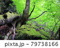 新緑の山　 79738166