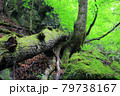 新緑の山　 79738167