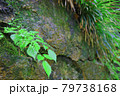 新緑の山　 79738168