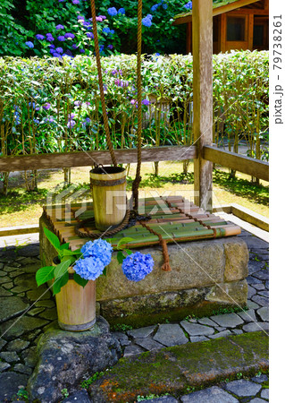 鎌倉 明月院 瓶ノ井と美しいあじさいの花 79738261