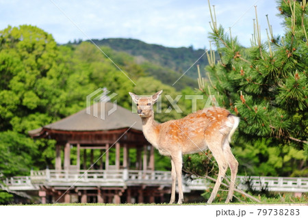 奈良公園の鹿/浮見堂 奈良公園の鹿/浮見堂 79738283