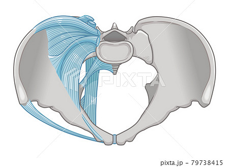 骨盤を真上から見た靭帯のイラスト 骨盤を真上から見た靭帯のイラスト 79738415