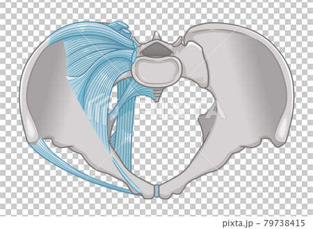 從骨盆正上方看到的韌帶圖示 從骨盆正上方看到的韌帶圖示 79738415