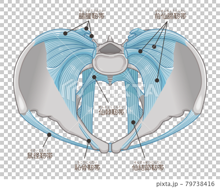 Illustration of ligaments with pelvis viewed from directly above (with text) 79738416