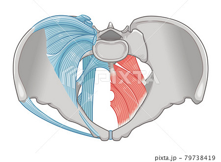 骨盤を真上から見た靭帯と筋肉のイラストのイラスト素材