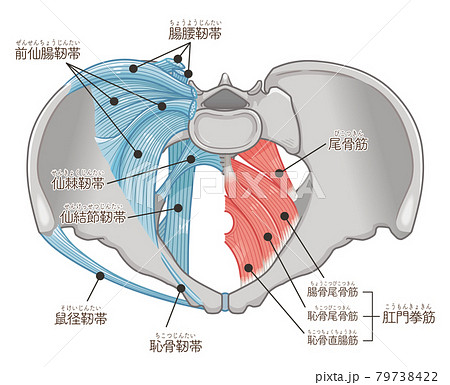 骨盤を真上から見た靭帯と筋肉のイラスト（テキスト付き） 79738422