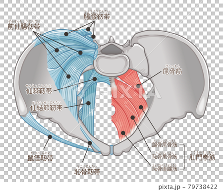 骨盤を真上から見た靭帯と筋肉のイラスト（テキスト付き） 79738422