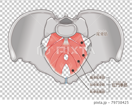 盆底肌、盆底肌圖解(附文字) 盆底肌、盆底肌圖解(附文字) 79738425