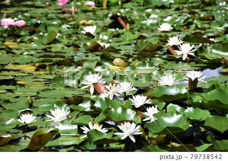 水面に咲く睡蓮の花の写真素材