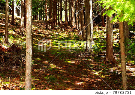 里山の春の陽射し～信州遠山郷 79738751