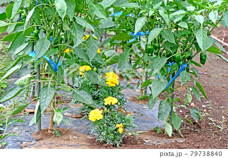家庭菜園のピーマン 79738840