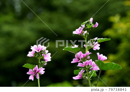 ゼニアオイ（銭葵） 79738841