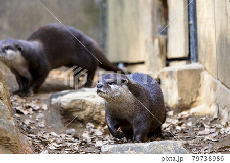 コツメカワウソ (Otter) 79738986