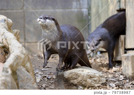 コツメカワウソ (Otter) 79738987
