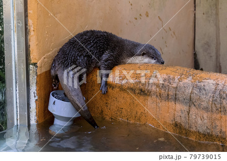 コツメカワウソ (Otter) コツメカワウソ (Otter) 79739015