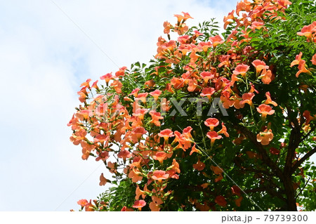 ノウゼンカズラの花 79739300