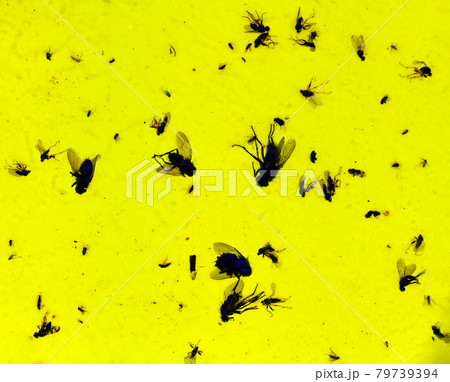 Dead insects in the trap 79739394