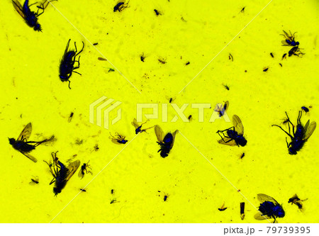 Dead insects in the trap 79739395