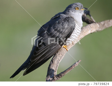 Unusually close-ups of a common cuckoo Unusually close-ups of a common cuckoo 79739824