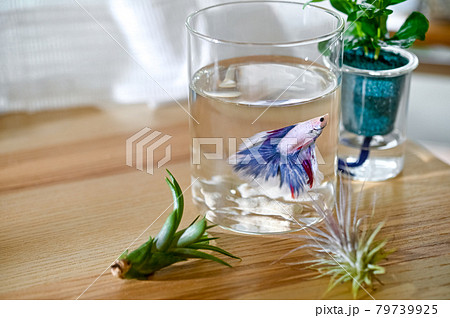 ベタと植物 ベタと植物 79739925