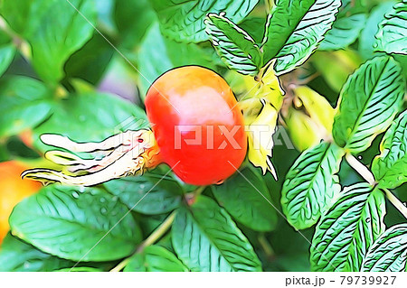 パステル調 真っ赤に熟したハマナスの実 ローズヒップ イラストイメージのイラスト素材 パステル調 真っ赤に熟したハマナスの実 ローズヒップ イラストイメージのイラスト素材