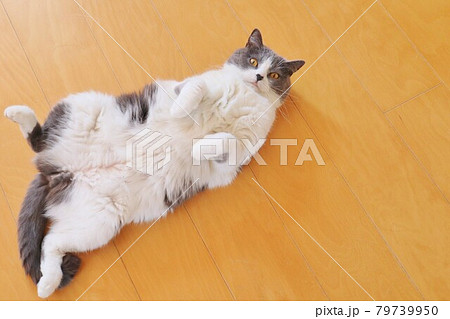 ゴロゴロして甘えている可愛いブリティッシュショートヘアのハチワレ猫 ゴロゴロして甘えている可愛いブリティッシュショートヘアのハチワレ猫 79739950