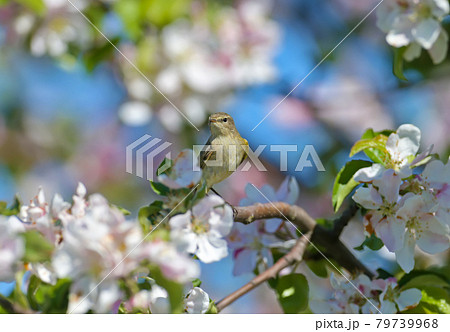 common chiffchaff (Phylloscopus collybita) and flowering apple tree common chiffchaff (Phylloscopus collybita) and flowering apple tree 79739968