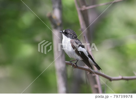 European pied flycatcher (Ficedula hypoleuca) 79739978