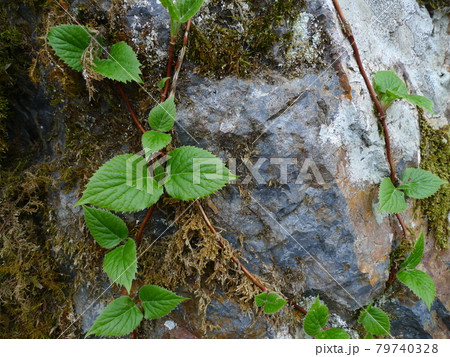 岩と新緑【新潟県胎内市】 岩と新緑【新潟県胎内市】 79740328