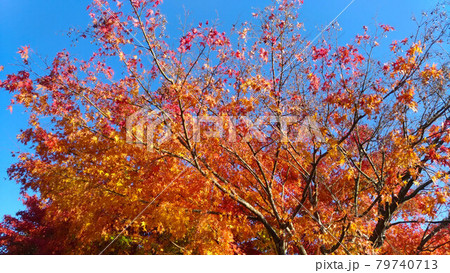 紅葉 京都 美山 かやぶきの里で 紅葉 京都 美山 かやぶきの里で 79740713