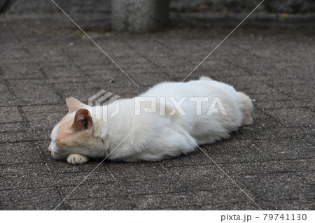 寝る猫 寝る猫 79741130