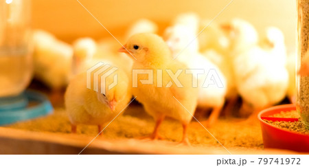 Broiler chickens in the brooder. Close-up view. Selective focus. 79741972