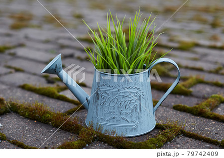watering can with a plant stands on a garden path covered with moss 79742409
