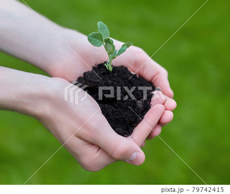 teenager's hands hold a handful of earth with a sprout in his hands 79742415