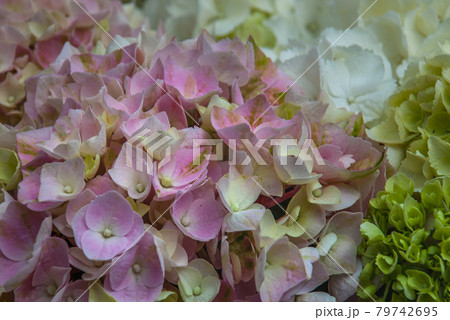 bergenia crassifolia on the market. 79742695