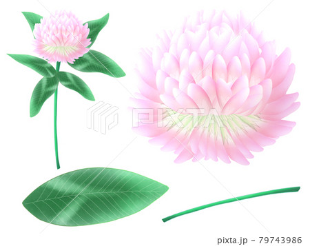 赤詰め草のイラストセット 79743986