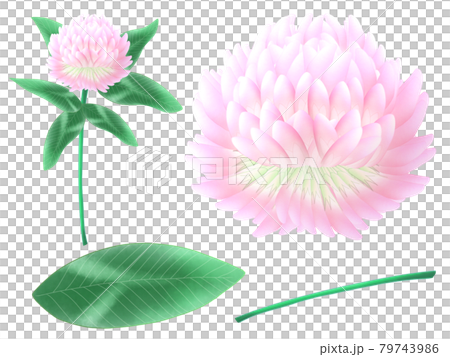 赤詰め草のイラストセット 79743986