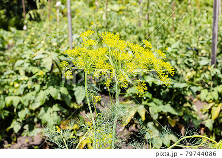 wet flowering dill plant in home garden after rain 79744086