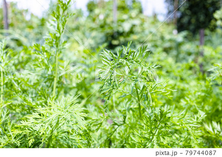 wet green leaves of plants close up in garden wet green leaves of plants close up in garden 79744087