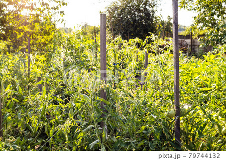 sunlit tomato bushes with stakes in home garden 79744132