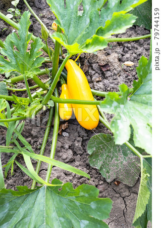 pair of ripe golden zucchinis in vegetable garden 79744159