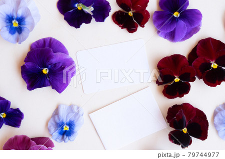 Pansy flowers styled stock scene 79744977