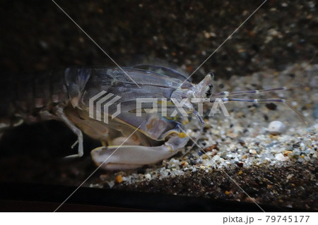 シャコ シャコ 79745177