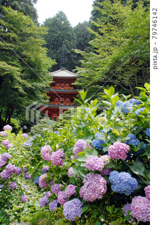 岩船寺 アジサイと三重塔 京都府木津川市 岩船寺 アジサイと三重塔 京都府木津川市 79746142