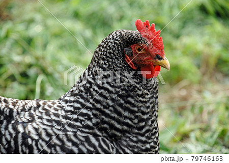 プリマスロック　にわとり 79746163