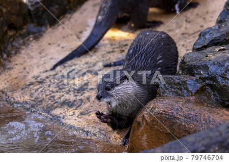 コツメカワウソ (Otter) コツメカワウソ (Otter) 79746704